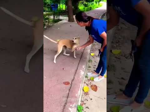 The love of all living creatures is the noble attribute of man #dog #love #straykids #shorts #tamil
