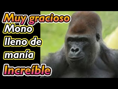 Mono muy divertido - animal lleno de manías