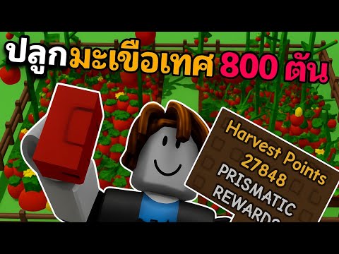 ปลูกผัก 24 ชั่วโมง ถอนต้นไม้หมดสวน เพื่อปลูกมะเขือเทศ 800 ต้น  Roblox Grow a Garden
