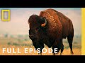 Ecology and Wildlife in Badlands