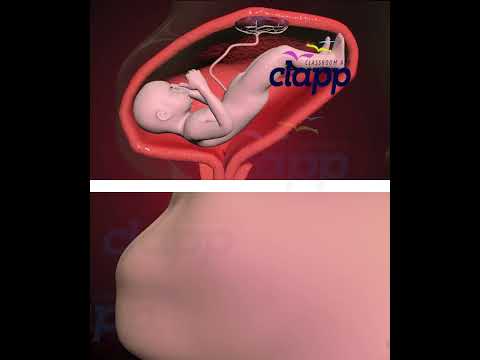 Precious Baby Moments Inside the Womb! 👶🌈 #WombWonder #BabyMoments" (3D Animation)