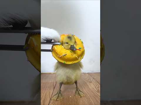 When Chintu put on a duck balloon #youtubeshorts #viralshort
