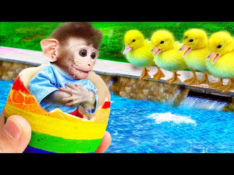 Monkey Baby BiBon Open Surprise Eggs And Swimming Pool | Maymun monkey video