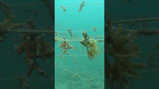 Riff-Rettung: Vom Fischer zum Korallengärtner 🐠 #wildlife #coralreef