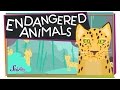 Endangered Animals and Their Habitats