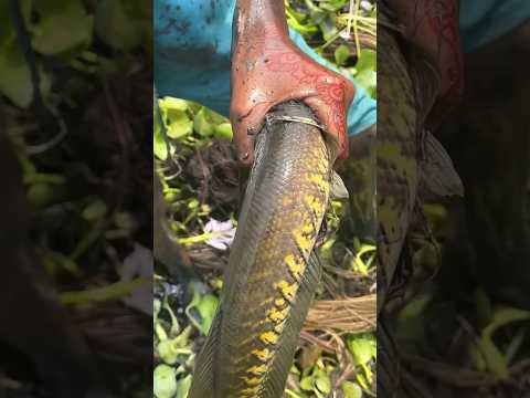 Kuras kolam ikan gabus dapat yang full yellow spot!!! #shorts