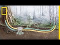 Understanding Tree Communication