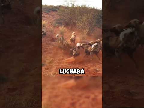 🤯😱increíbles ataques de jabalí #animales #animalessalvajes #mundoanimal #animals 😱