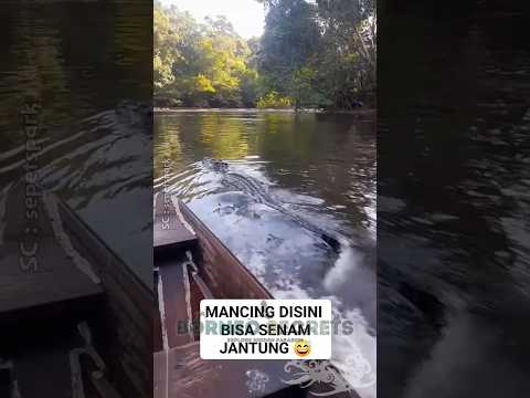 Gagal Mancing, Sungai di Penuhi Dengan Predator Buaya #shorts #predator #buaya