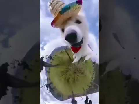 Increíble!! #funny #humor #fyp #dogs