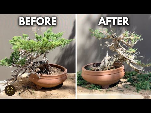 Bonsai Workshop: Step-by-Step Transformation of a Prostrata Juniper Bonsai