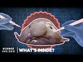 Blobfish Characteristics and Adaptations