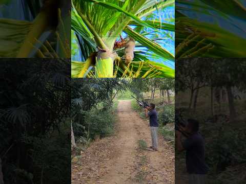 Tupai se gede berang berang #birds @sniperTJS