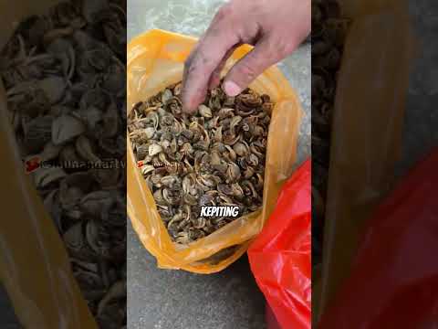 Khusus capit kepiting #munandartv #facts
