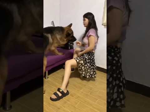 The dog is very good and smart #shorts #animals