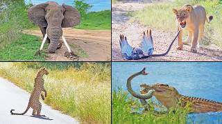 The Wildest Sightings of 2025 - Raw Edition