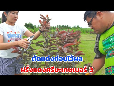 ตัดแต่งต้นก่อนไว้ผลฝรั่งแดงศรีษะเกษเบอร์3พี่ต้อมเกษตรปลอดสาร