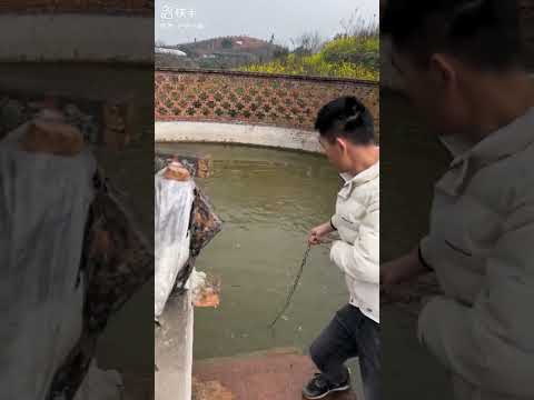 #shortvideo #animals #chinesefood #food #crocodile #animals #sat#farming #buffalo