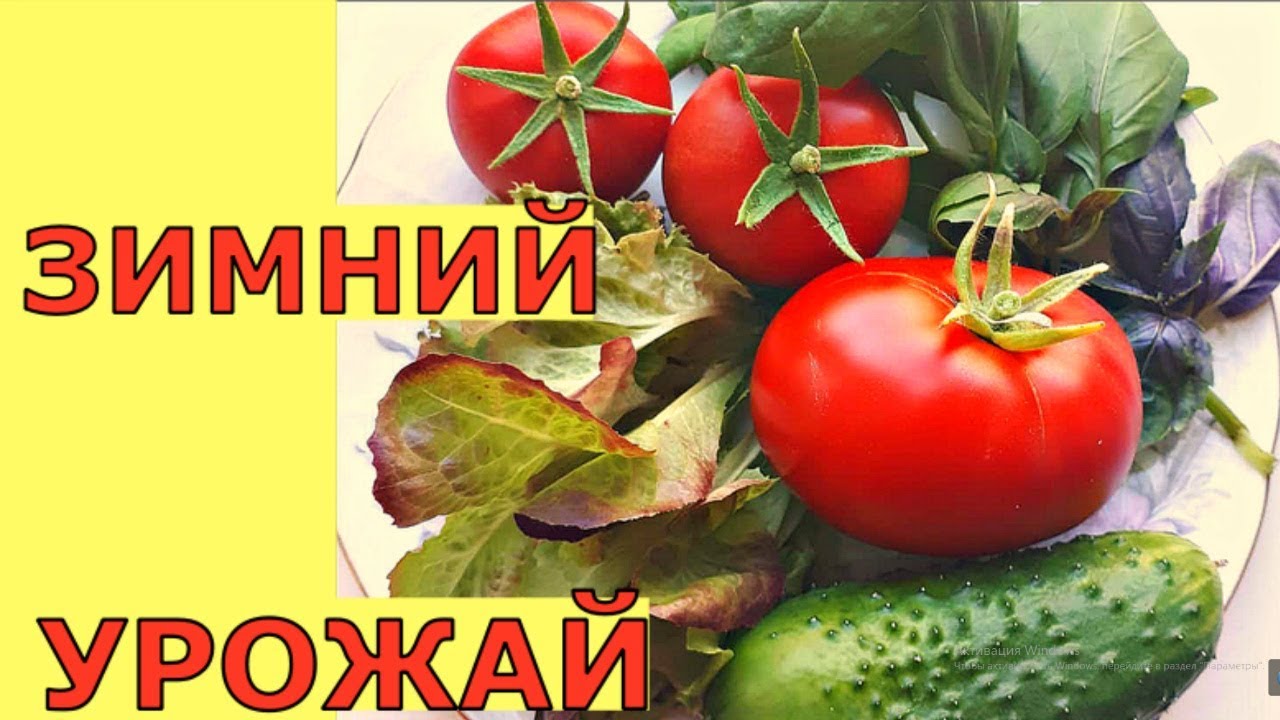 Чем заняться огороднику зимой? Огород в квартире!