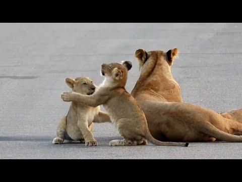 Cute Lion Cubs Playing In Kruger National Park | African Safari