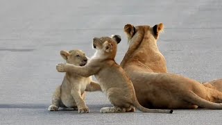 Cute Lion Cubs Playing In Kruger National Park | African Safari