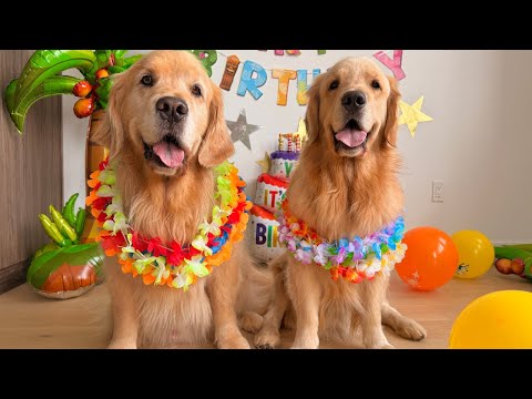 Golden Retriever Celebrates Seventh Birthday | Part One