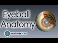 Anatomy of the Eye