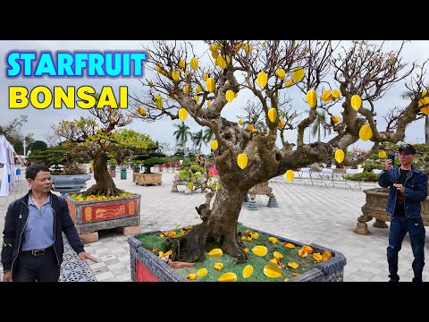 Starfruit bonsai trees in a spring festival