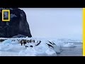 Antarctic Wildlife Challenge
