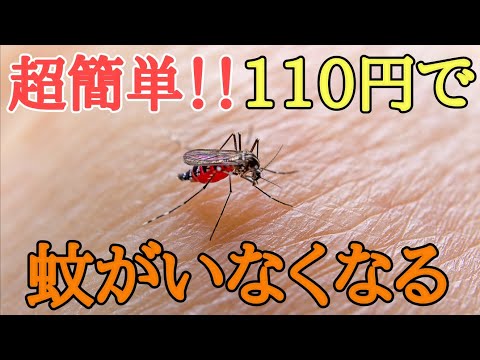 【庭から蚊がいなくなる】100均グッズ1つで出来る蚊を増やさない対策を紹介します