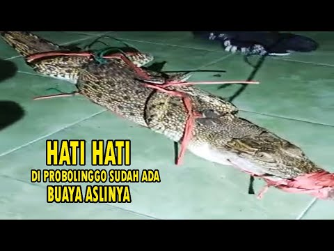 Hati Hati saat mancing di sungai unzah sekarang,karna sudah ada buayanya