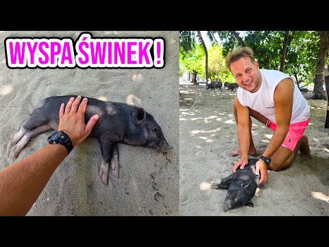 KOH SAMUI - WYSPA ŚWINEK !