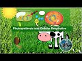 Exploring the Energy Cycle: Photosynthesis and Cellular Respiration
