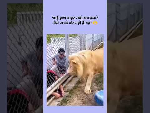 एक शेर जैसे कह रहा हो भाई अपने हाथ बाहर रखो हमारे जैसे अच्छे शेर नहीं रहते यहां
