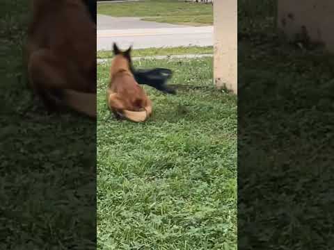 German Shepherd dancing with disaster 2
