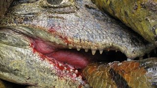 Real life war! This anaconda constricted a caiman while having its head bitten!