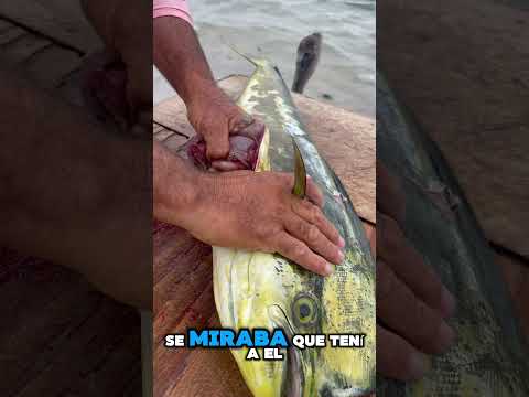 ¿?Sabias esto?😱Toda esta SARDINA se comio este Dorado 🎣 #fishing #lapesca #fish