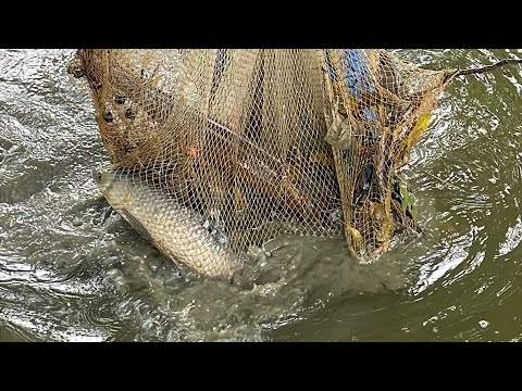 Amazing Fishing Videos - Traditional Fishing in Rural Village