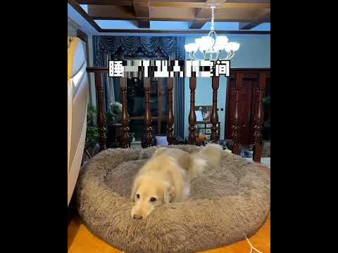 This dog won't sleep alone without his two friend dogs #dog #funny