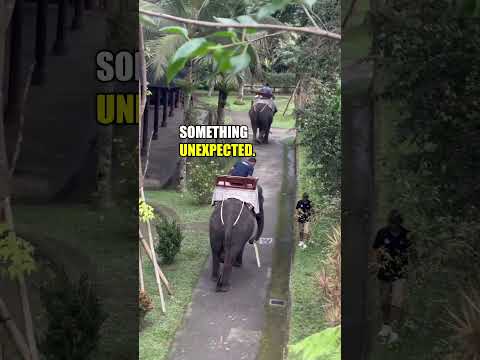Bro was like "You are walking in the wrong lane"🐘😆