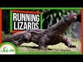 Breathing Adaptations in Tetrapods