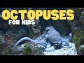 Octopus Behavior and Biology