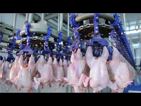 Modern ultra fast chicken processing line, Amazing food processing machine