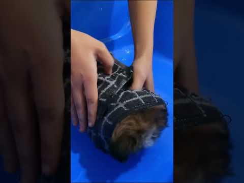 Abandoned puppy is full of joy when adopted #rescue  #rescueanimals  #animals