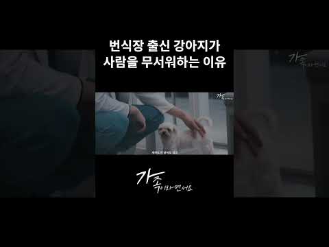 번식장 강아지가 산책을 무서워하는 이유 #shorts
