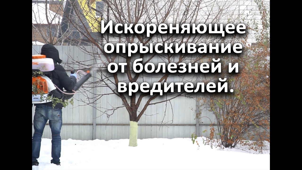 Искореняющее опрыскивание от болезней и вредителей. Сделайте и останетесь довольны результатом