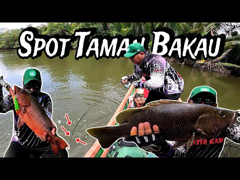 Strike bertubi-tubi mancing di spot taman bakau muara mahakam