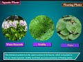 Aquatic and Terrestrial Plant Characteristics
