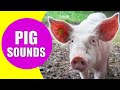 Animal Sounds and Channel Subscription