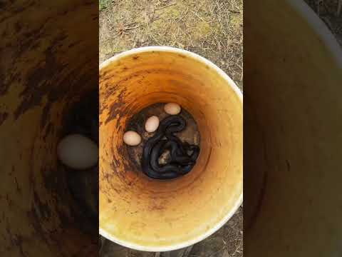 Caught a snake sneaking in to the duck coop